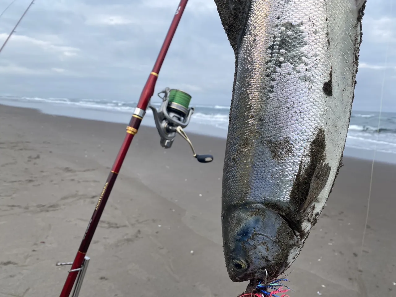 知床での秋鮭釣りの様子